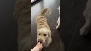 Cenoura 🥕  animals pets pet dog dogs shorts short viral goldenretriever golden cachorro [upl. by Rissa42]