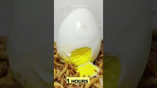 10 000 Mealworms vs EGG [upl. by Friend324]