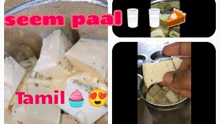 Seem paal🥛Fore milk tamil🧁😍 foodies milk milksweetrecipes milksweet trending foremilk yummy [upl. by Akemaj]