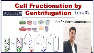 Biology XI  Cell Fractionation  Homogenization  Sedimentation  centrifugation [upl. by Johannessen]