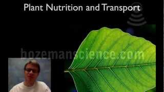 Plant Nutrition and Transport [upl. by Nedyarb]