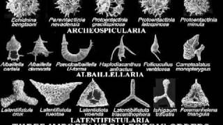 2C2a Paleozoic Radiolaria [upl. by Inverson]