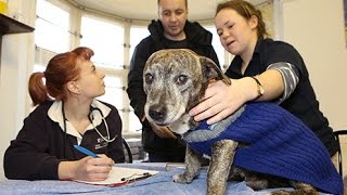 Nottingham Veterinary Students Help The Homeless And Their Pets [upl. by Ynaffad]