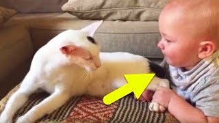 Baby zieht an den Beinen der Katze die Reaktion der Katze ist unglaublich [upl. by Gnoy249]