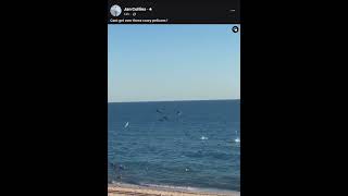 Jan Collins 75 YO Pelican feeding frenzy [upl. by Ettenor]