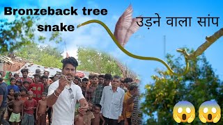 Bronzeback tree snake of India । flying snake 🐍😱😱 [upl. by Bubb]