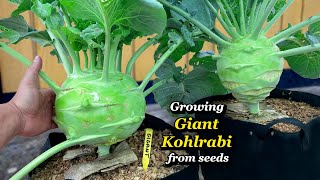 Growing Giant Kohlrabi from Seed to Harvest  Step by Step [upl. by Hukill]