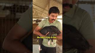 Meet Vijay the pig animals pigs piggy animalrescue rescued animalsanctuary viral [upl. by Adnawak]