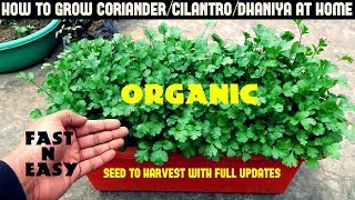 How to Grow CorianderCilantroDhaniya at HomeFULL INFORMATION [upl. by Hashim683]