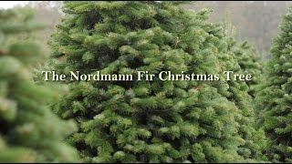 Nordmann Fir Christmas Tree from Green Valley Christmas Trees [upl. by Ronny303]