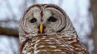 Almost 500000 Owls to Be Shot in US Government Plan [upl. by Nadual]