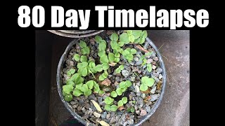 80 Day Timelapse of Psychotria Viridis Seedlings [upl. by Nyleahs]