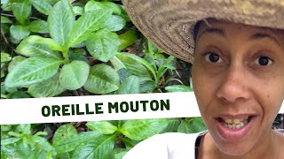 🌱Plantes médicinales Jour 12 Oreille mouton [upl. by Engracia]