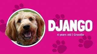 Eukanuba challenge Bruce amp Django [upl. by Willey979]