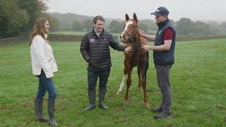 Frankel Own Sister to 2000 Guineas Winner Chaldean to be Offered at Tattersalls December Foal Sale [upl. by Hirschfeld281]