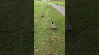 Hannibals Observations About Canada Goose Behavior [upl. by Avenej]