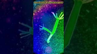 How Planarian Regenerate shorts facts shortvideo [upl. by Fulcher]