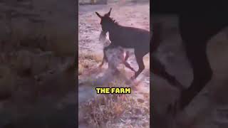 Why Donkeys Guard Farms Now [upl. by Dorison]