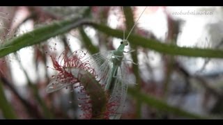 Drosera capensis all red and Green Lacewing [upl. by Irafat]