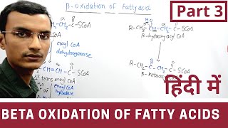 Beta Oxidation of Fatty acids in Hindi  Part 3 [upl. by Spears]