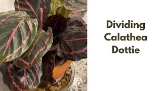 Episode 30 Propagation Calathea Dottie How to Successfully Divide your Calathea Dottie [upl. by Atiuqel]