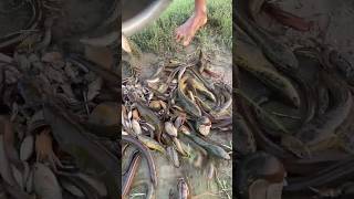 amazing machhali fish 🐠 fishing fish fishingtips satisfying amazing bushcraftcampingshorts [upl. by Jarek]