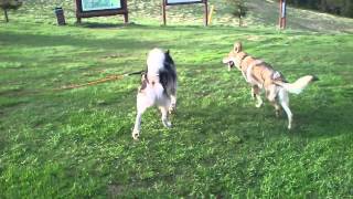 Alaskan malamute vs zboczony Czechosłowacki wilczak [upl. by Eicirtap]