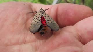 They’re really nasty’ Spotted lanternflies spread into Michigan from Ohio [upl. by Asiuqram771]