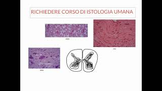 NEUROANATOMIA  LEZIONE 1 DI 20  COSA SAPERE PRIMA DI STUDIARE NEUROANATOMIA [upl. by Liba45]