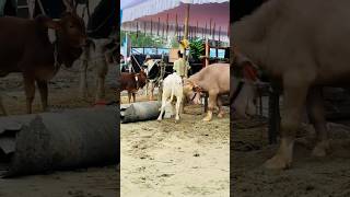 Cutest Brahman Cow Baby Got Confronted with Young Powerful Niliravi Buffalo  Pagla Buffalo 2024 [upl. by Bivins]