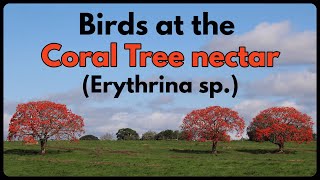 BIRDS AT THE CORAL TREE NECTAR Erythrina sp [upl. by Hadik]