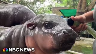 Baby Hippo named Moo becomes viral sensation [upl. by Pepin739]