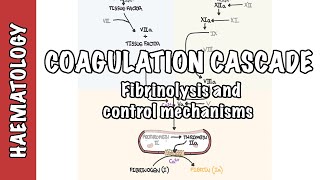 Coagulation Cascade and Fibrinolysis  clotting factors regulation and control mechanism [upl. by Blaire843]