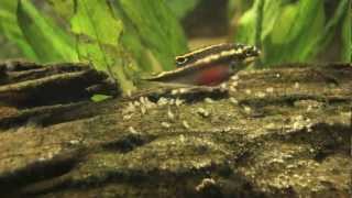 Kribensis cichlid fry amazing Pelvicachromis pulcher [upl. by Fidole]