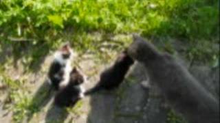 Lustige Baby Katzen auf Video  einfach süß und goldig [upl. by Yelnik596]