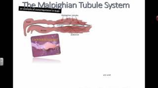 Malpighian Tubules IB Biology [upl. by Viva]