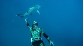 Spearfishing the artificial reefs [upl. by Hackney]