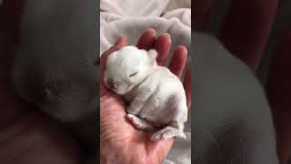 🎥 Meet the cutest lop eared rabbit 🐰🐇 on YouTube Get ready to fall in love with this adorable bu [upl. by Lenra97]