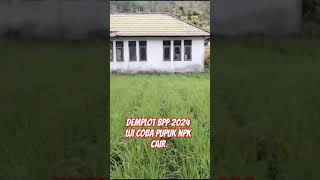 Uji coba pupuk Modifikasi NPK Mutiara Cair [upl. by Akili]