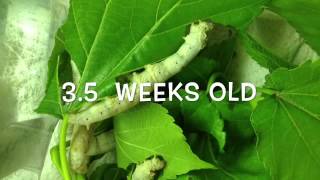 Silkworm lifecycle worm to cocoon [upl. by Ahsinnod570]