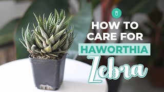 How to care for Haworthia Zebra  Tips for growing Haworthia Succulent [upl. by Ahsitak456]