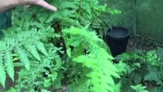 Male Fern – A Medicinal Herb [upl. by Fortunio992]