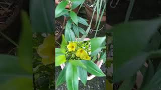 allamanda plant ko maine cutting se grow kiya flowers [upl. by Domash]