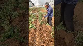 Replanting rose seedlings process [upl. by Hajed]