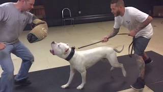 K91 Specialized Dog Training Bite Club Dogo Argentino [upl. by Inor758]