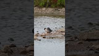 Garganey Duck preening garganey ducks birds wildlifebirding nature [upl. by Aretse]