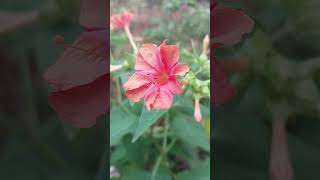 Mirabilis jalapa salmon sunset [upl. by Pastelki]