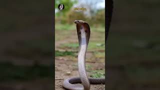 Virendra saamp wala Bhalwari King cover saamp bijnorsnake snake virel video [upl. by Eatnad]