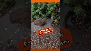 My Quail Eggs hatched inside the Aviary [upl. by See105]