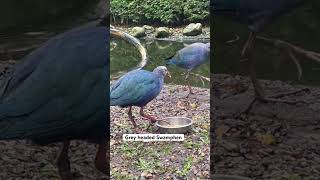 Grey headed Swamphen or Waterchicken birds waterchicken swamphen greyheadedswamphen aviculture [upl. by Nylek]